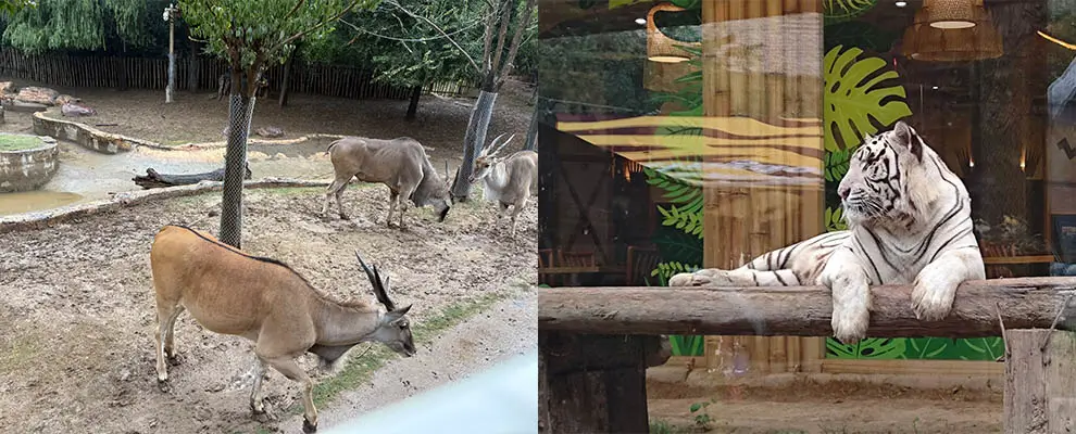 Antelopes and white tiger sightseeing on WESDUN team outing at Animal Kingdom